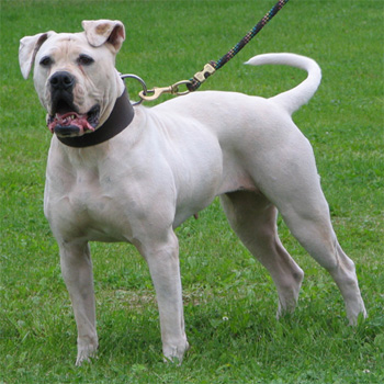 American Johnson Bulldog