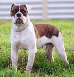 American Johnson Bulldog