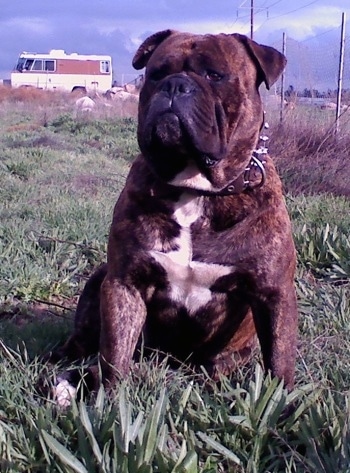 American Johnson Bulldog