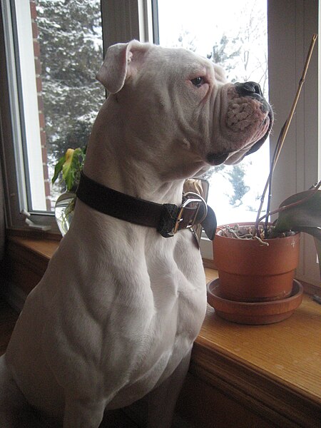 American Johnson Bulldog