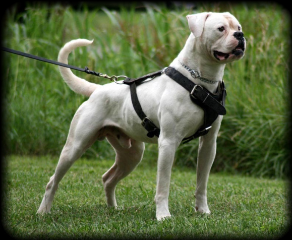 American Johnson Bulldog