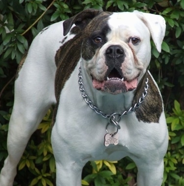 American Johnson Bulldog