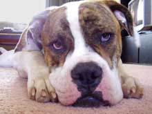 American Johnson Bulldog Breeders Australia