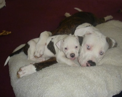 American Johnson Bulldog Puppies