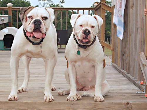 American Johnson Bulldog Puppies