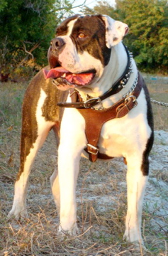 American Johnson Bulldog Puppies For Sale