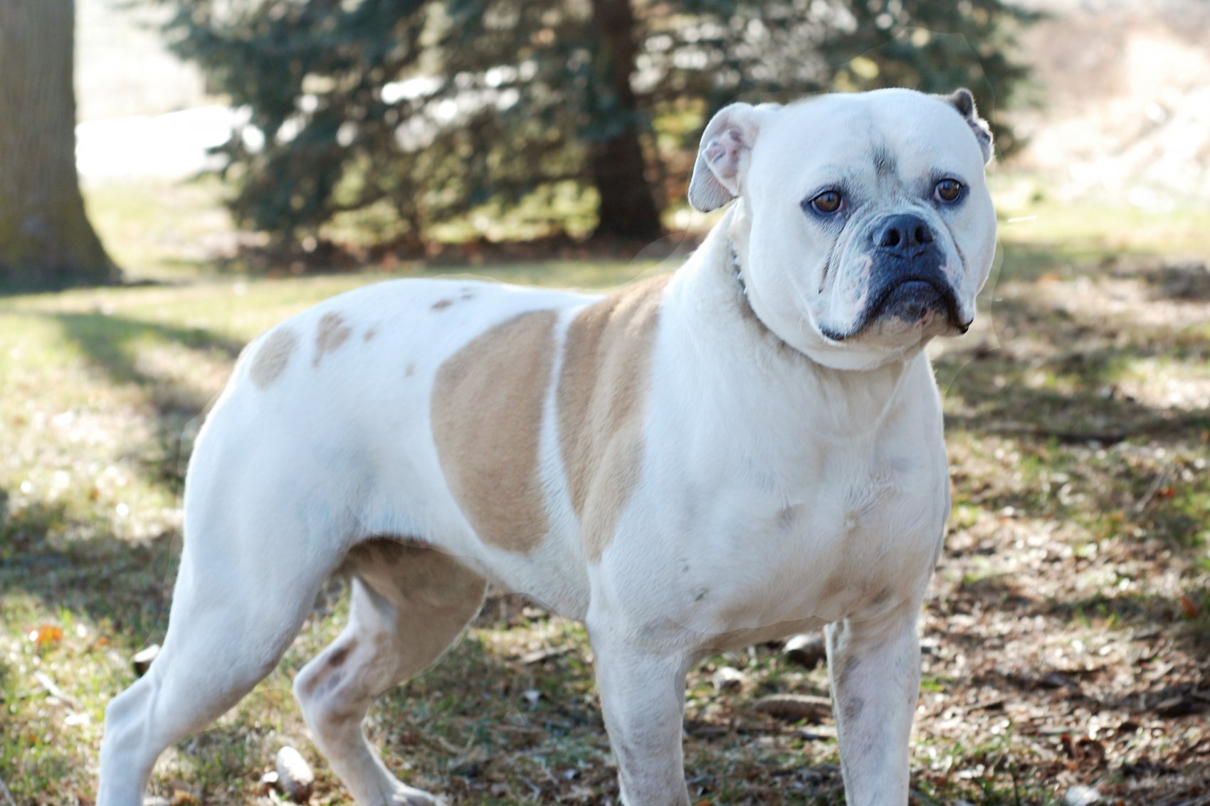 American Johnson Bulldog Puppies For Sale