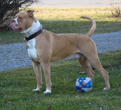 American Johnson Bulldog Temperament