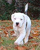 American Johnson Bulldog Temperament