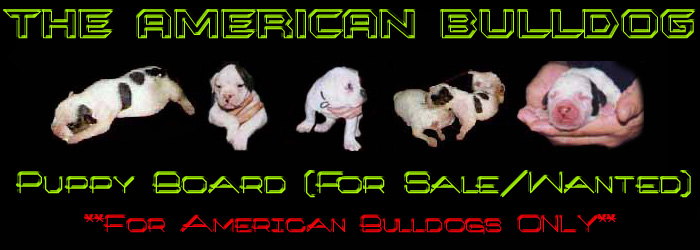 American Johnson Bulldogs For Sale