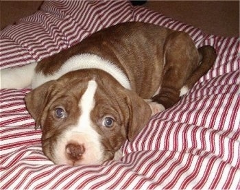 American Johnson Bulldogs For Sale