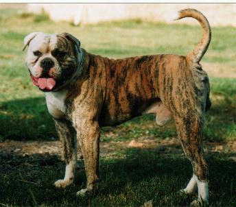 Australian Johnson Bulldog