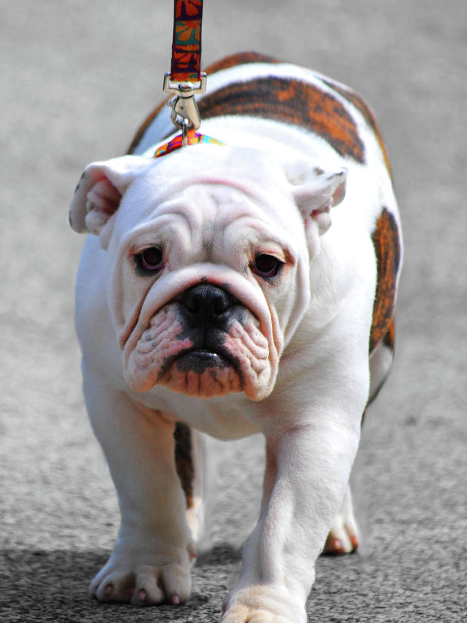 Australian Johnson Bulldog