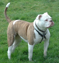 Australian Johnson Bulldog