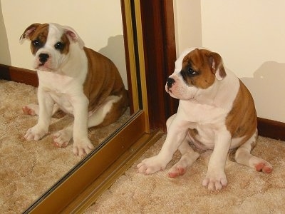 Australian Johnson Bulldog