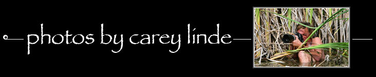 Carey Linde Vancouver