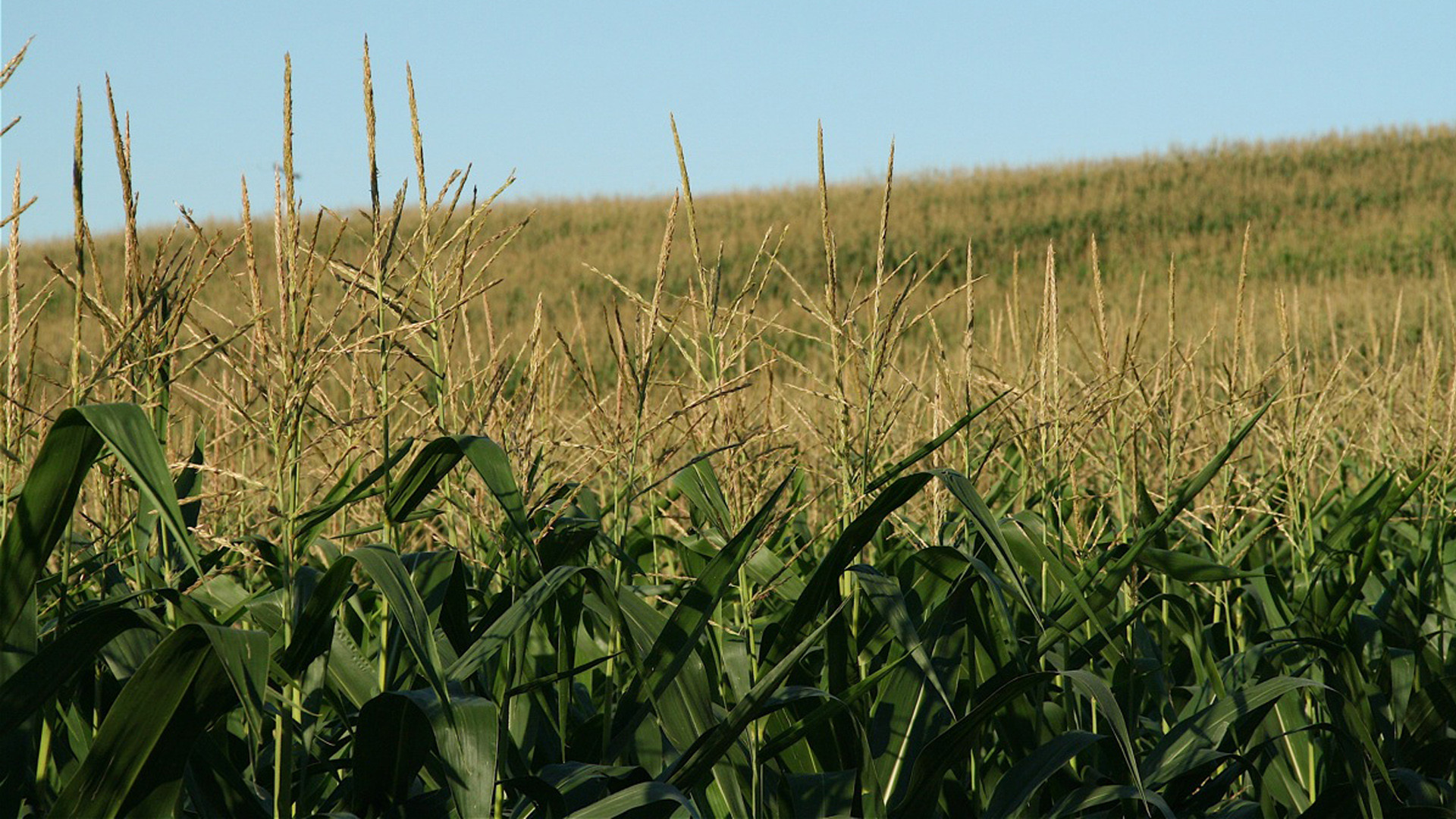 Children Of The Corn 2 Netflix