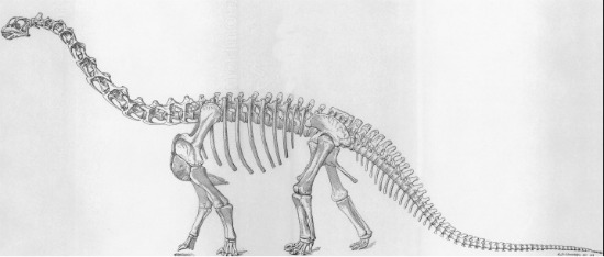 Dinosaur King Camarasaurus