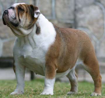 El Papiol Bulldogs