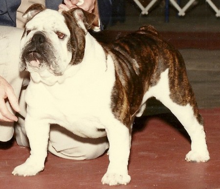 El Papiol Bulldogs