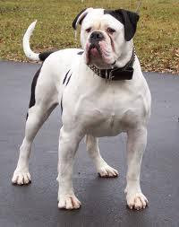 Johnson Bulldog