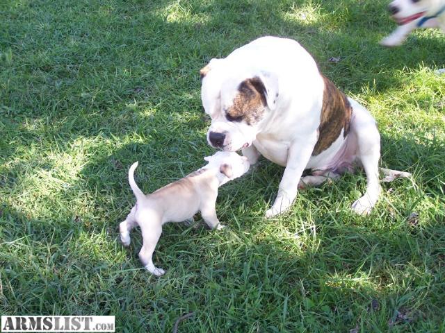 Johnson Bulldog Puppies For Sale