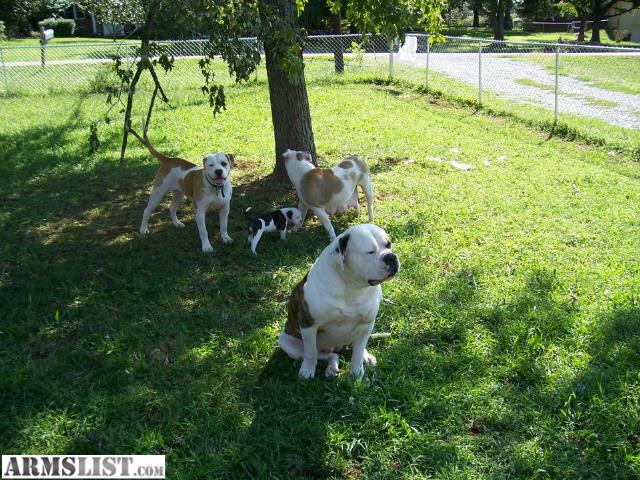 Johnson Bulldog Puppies For Sale