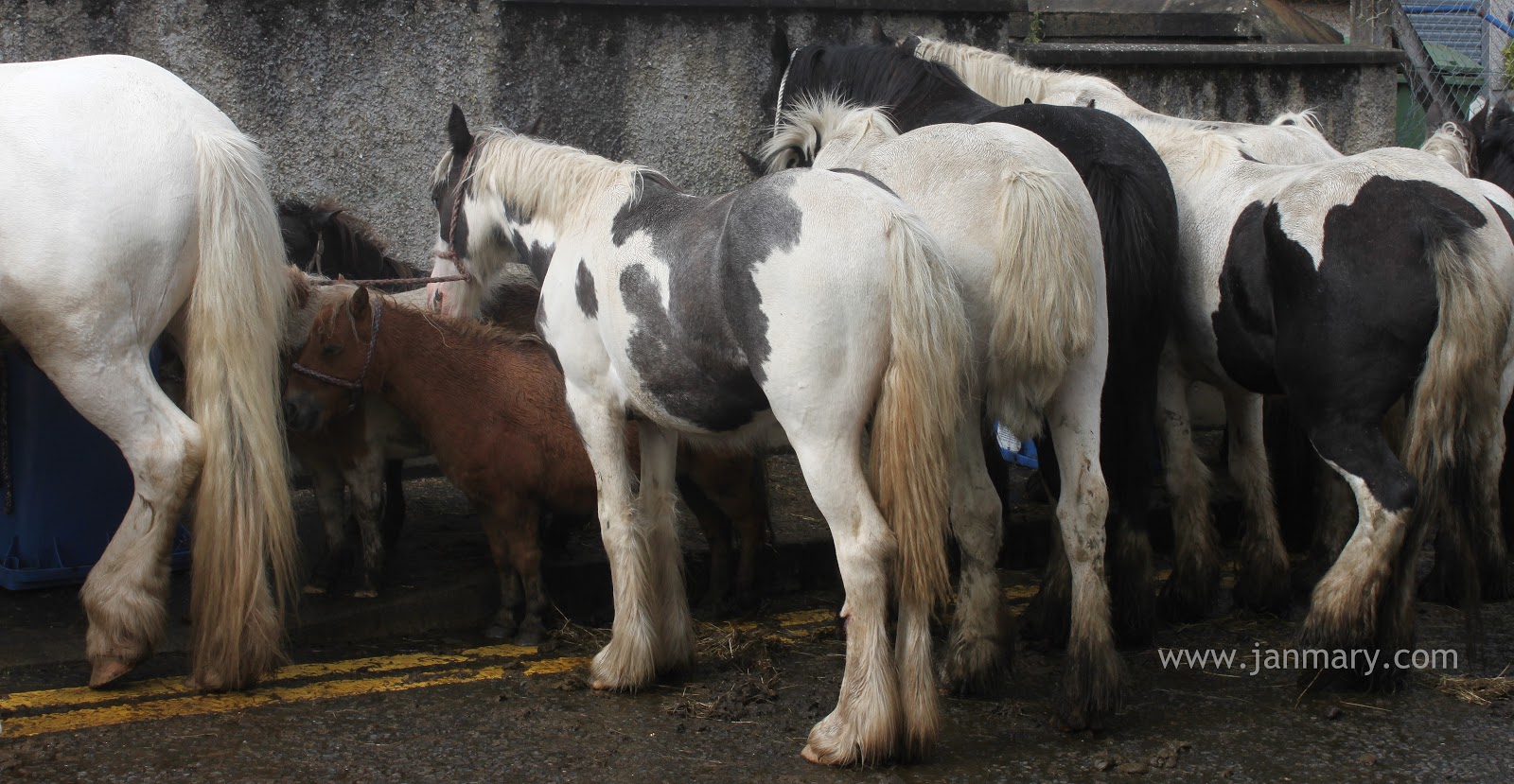 Lammas Fair Ballycastle 2011