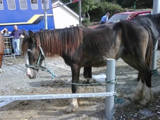 Lammas Fair Ballycastle 2012