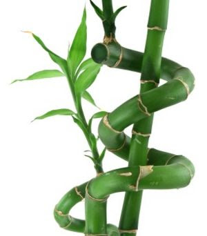 Lucky Bamboo Yellow