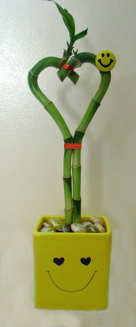 Lucky Bamboo Yellow