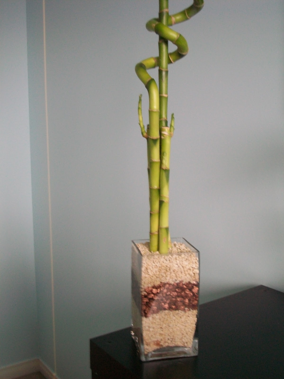 Lucky Bamboo Yellow