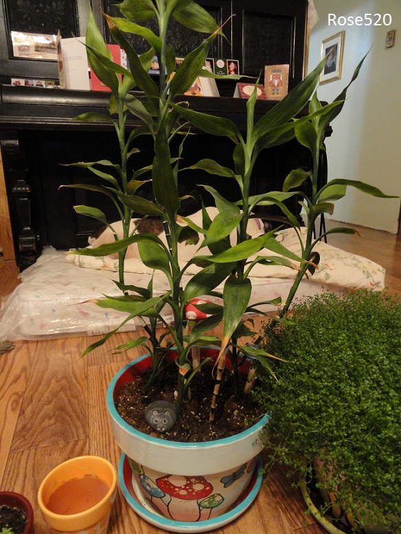 Lucky Bamboo Yellow Leaves