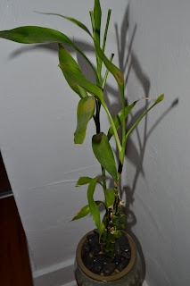 Lucky Bamboo Yellow Leaves