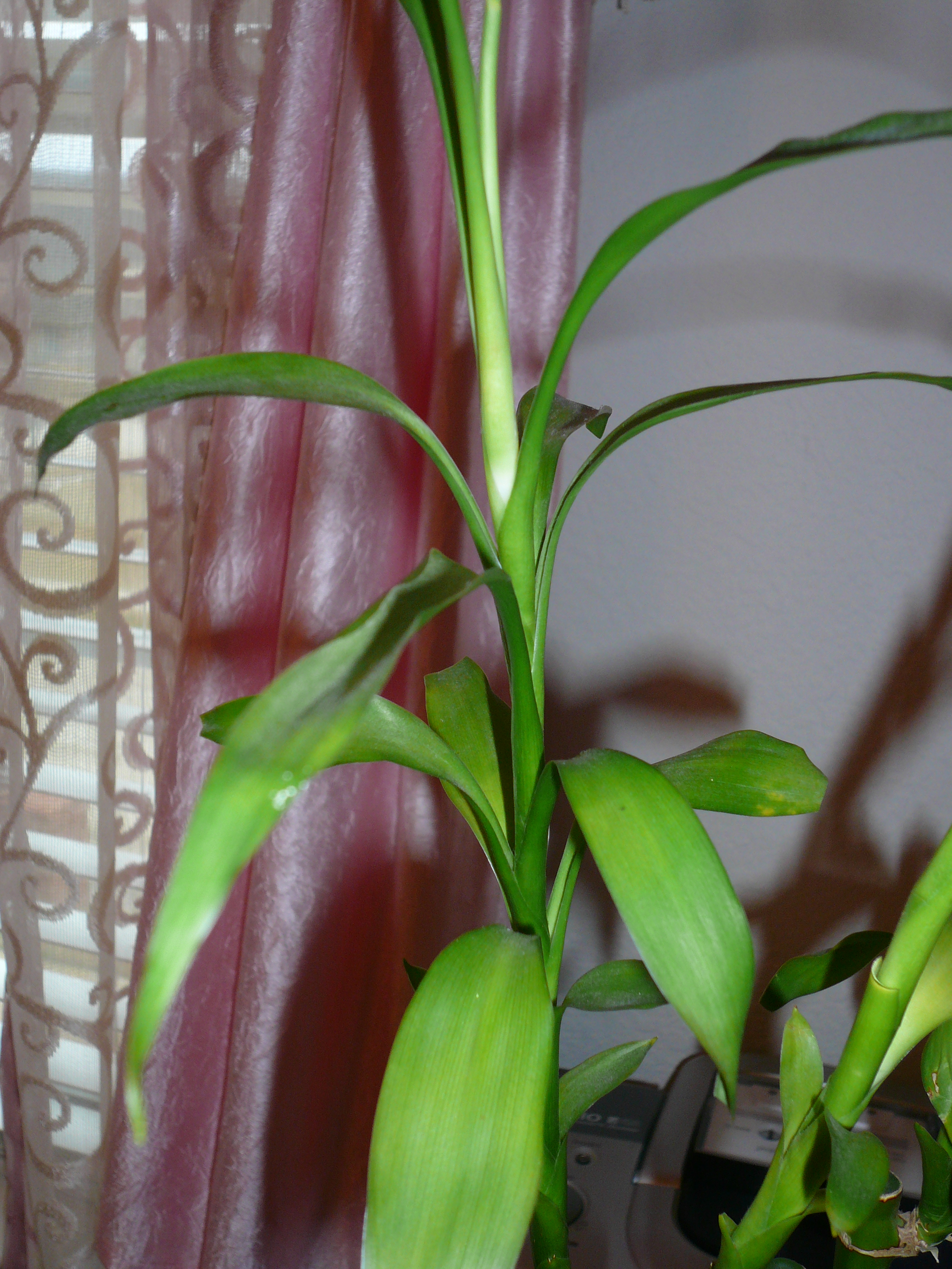 Lucky Bamboo Yellow Leaves