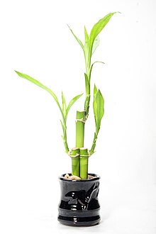 Lucky Bamboo Yellow Roots