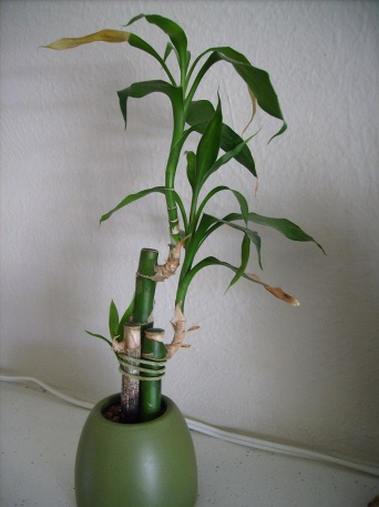 Lucky Bamboo Yellow Stalk Green Leaves