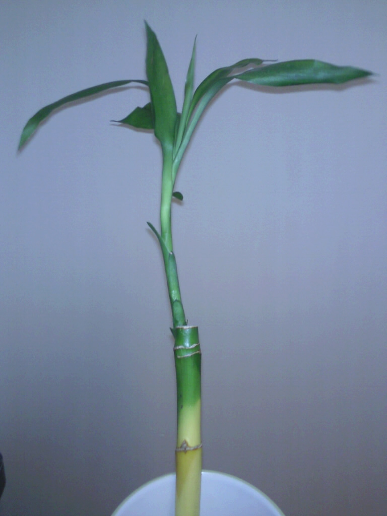 Lucky Bamboo Yellow Stalk Green Leaves