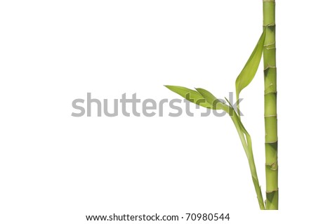 Lucky Bamboo Yellow Stem