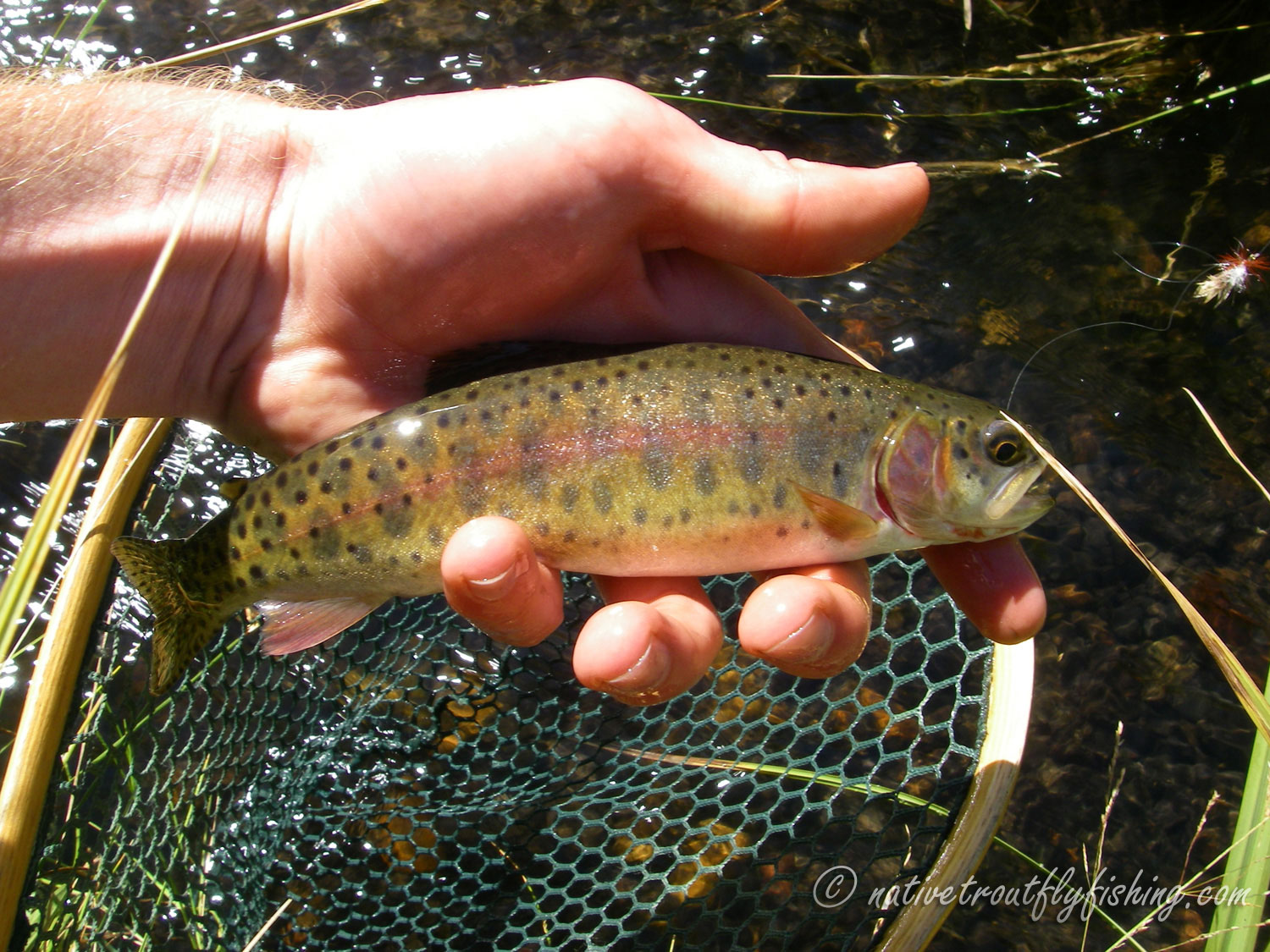 Native Trout Fly Fishing