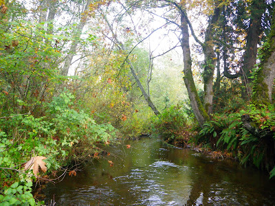 Native Trout Fly Fishing