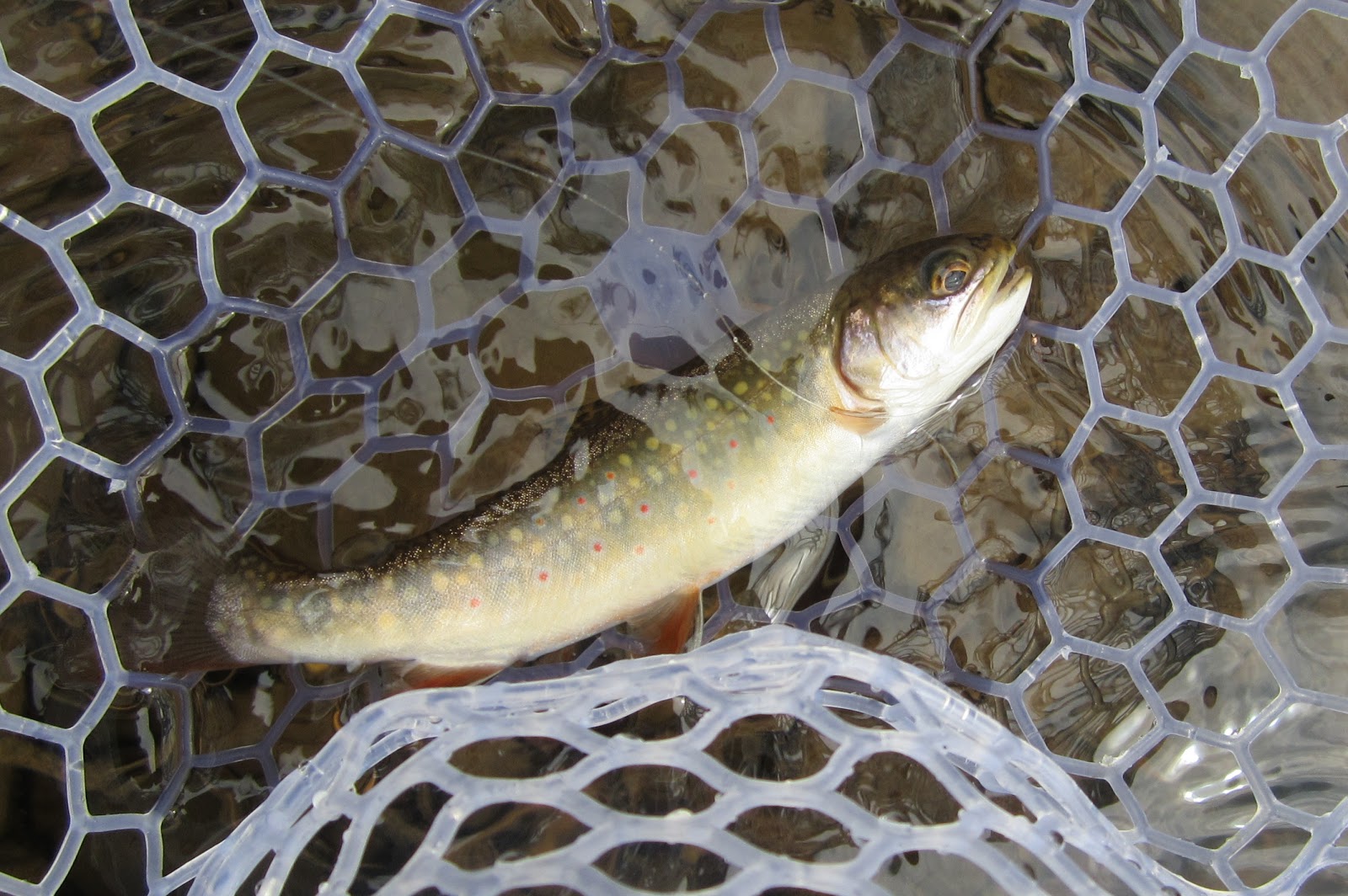 Native Trout Fly Fishing