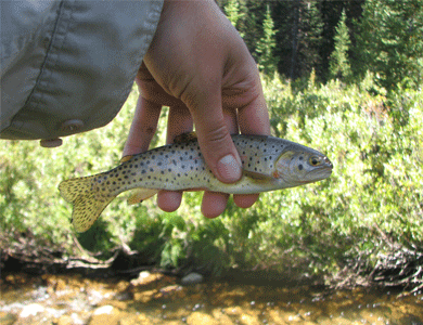 Native Trout In Colorado