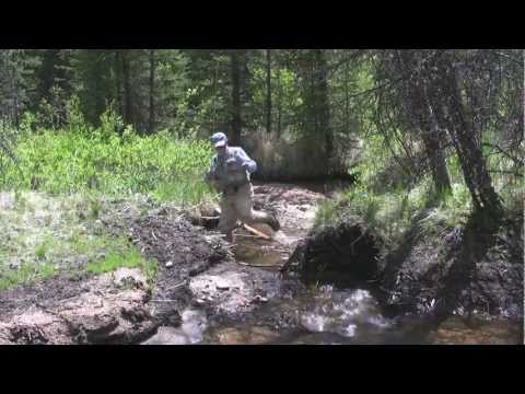 Native Trout In Colorado