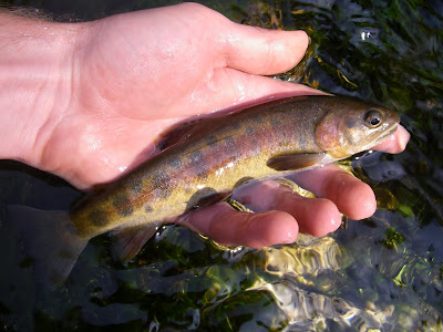 Native Trout Of California