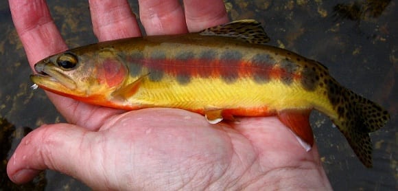 Native Trout Of California