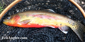 Native Trout Of California