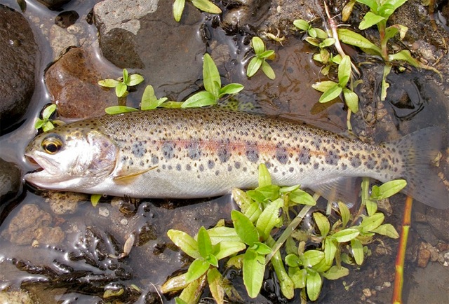 Native Trout Of California