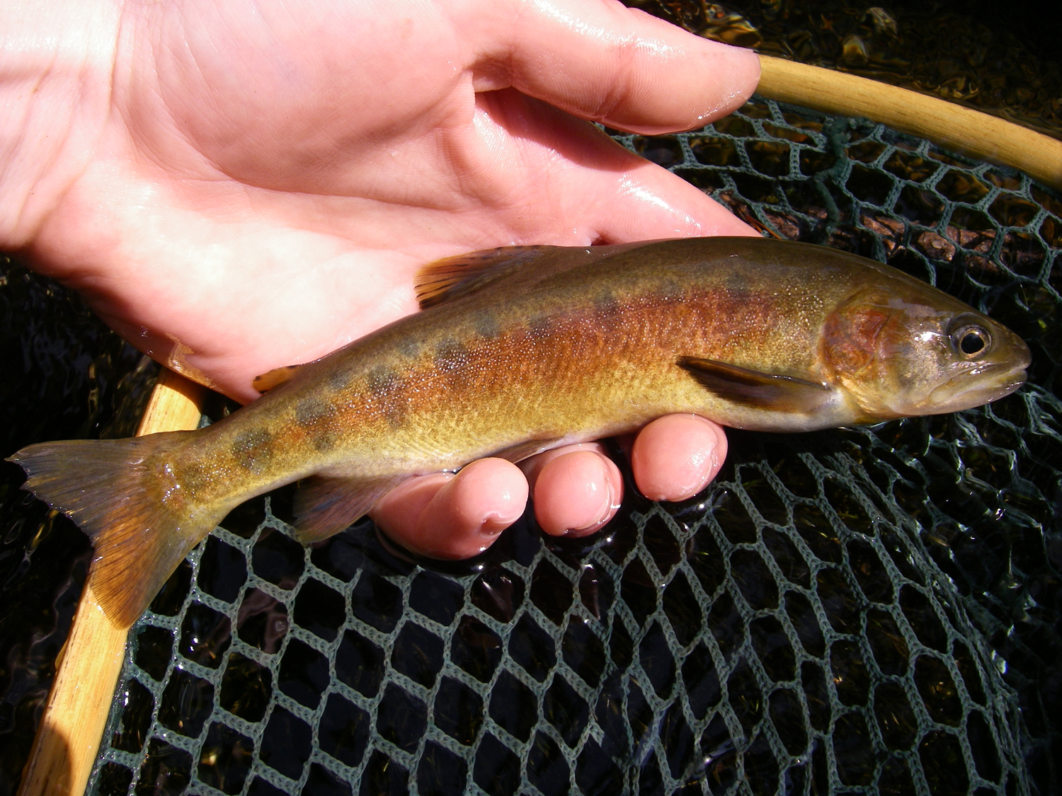 Native Trout Of California