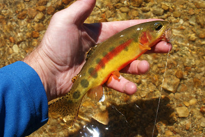 Native Trout Of California